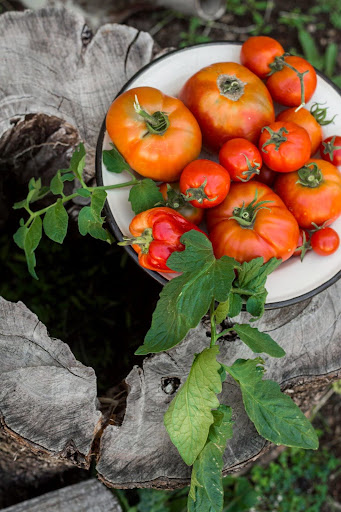 Choosing the Right Organic Tomato Fertilizer