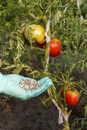 How to Use Organic Tomato Fertilizer Effectively